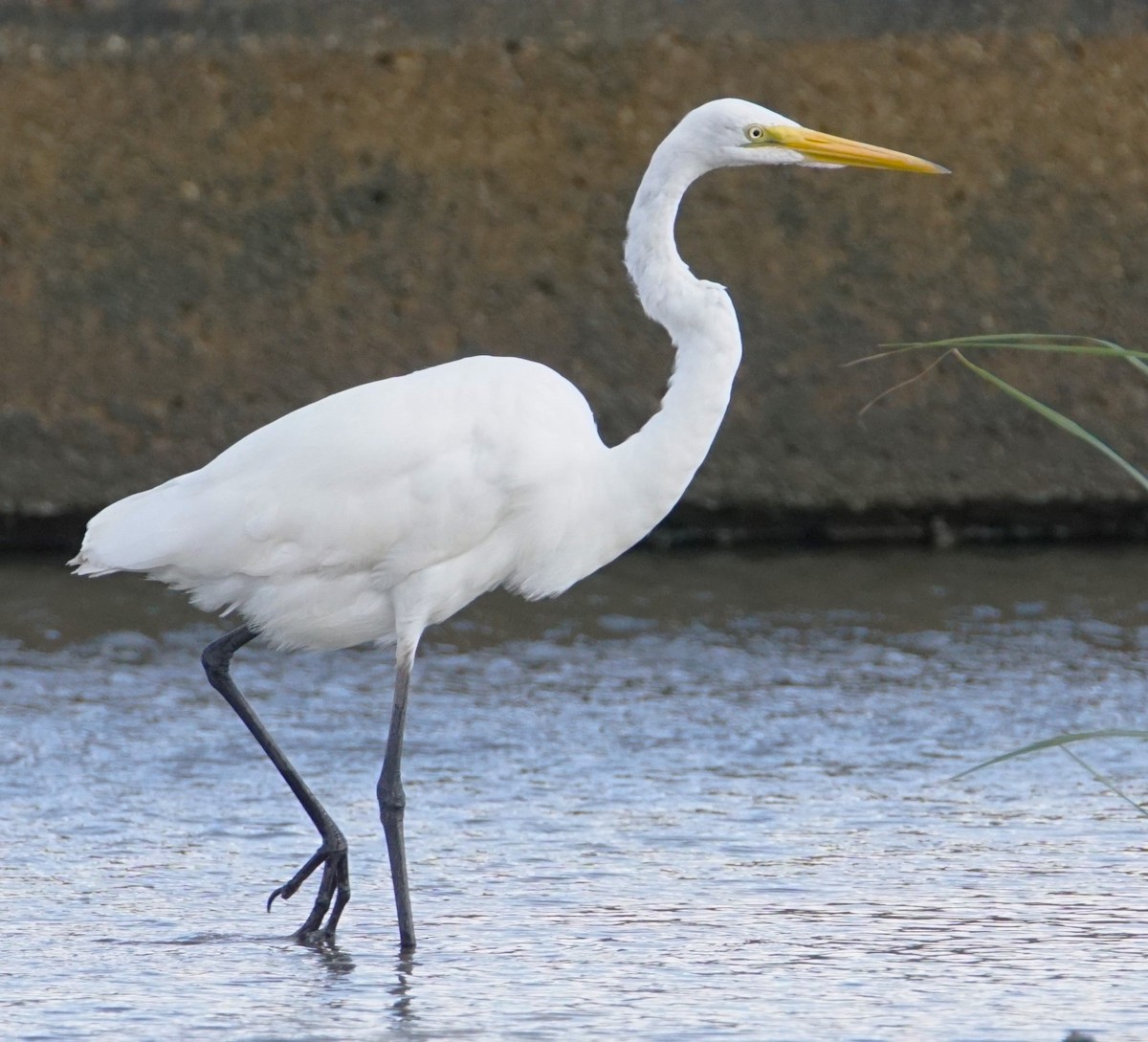 Great Egret - Curtis Makamson