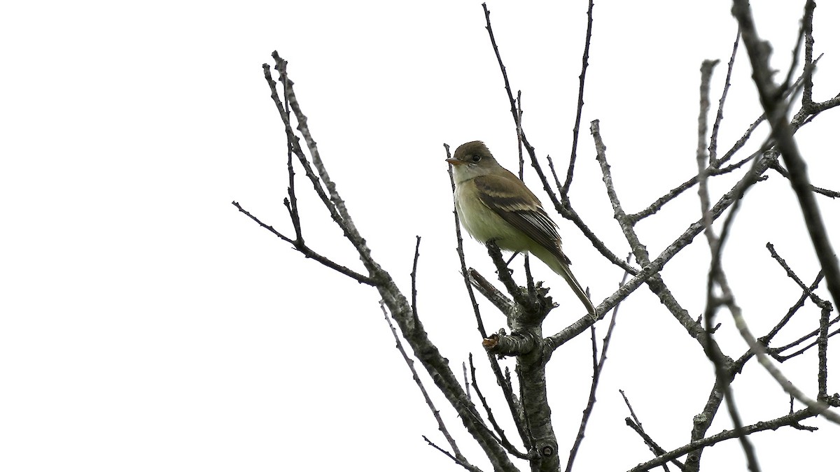 Willow Flycatcher - Sunil Thirkannad