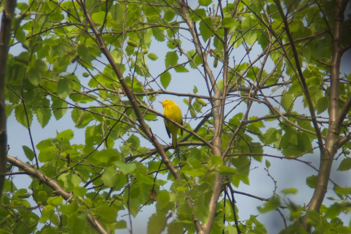 Yellow Warbler - ML619411097