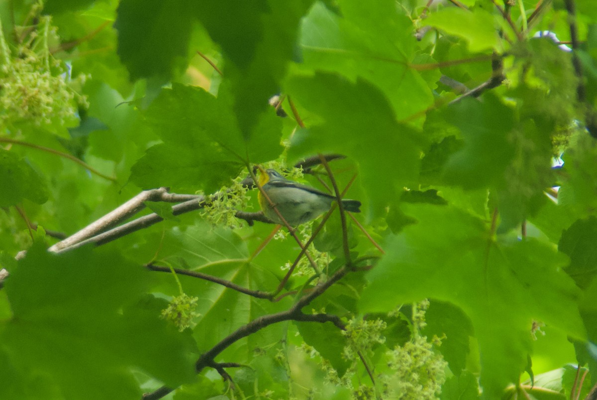 Northern Parula - Jasper Weinberg