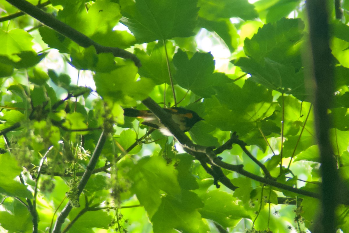 American Redstart - ML619411104