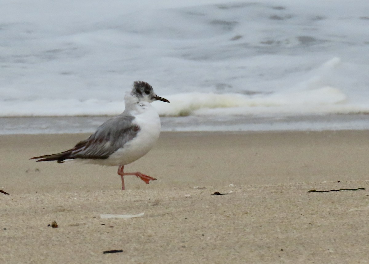 Mouette de Bonaparte - ML619411114