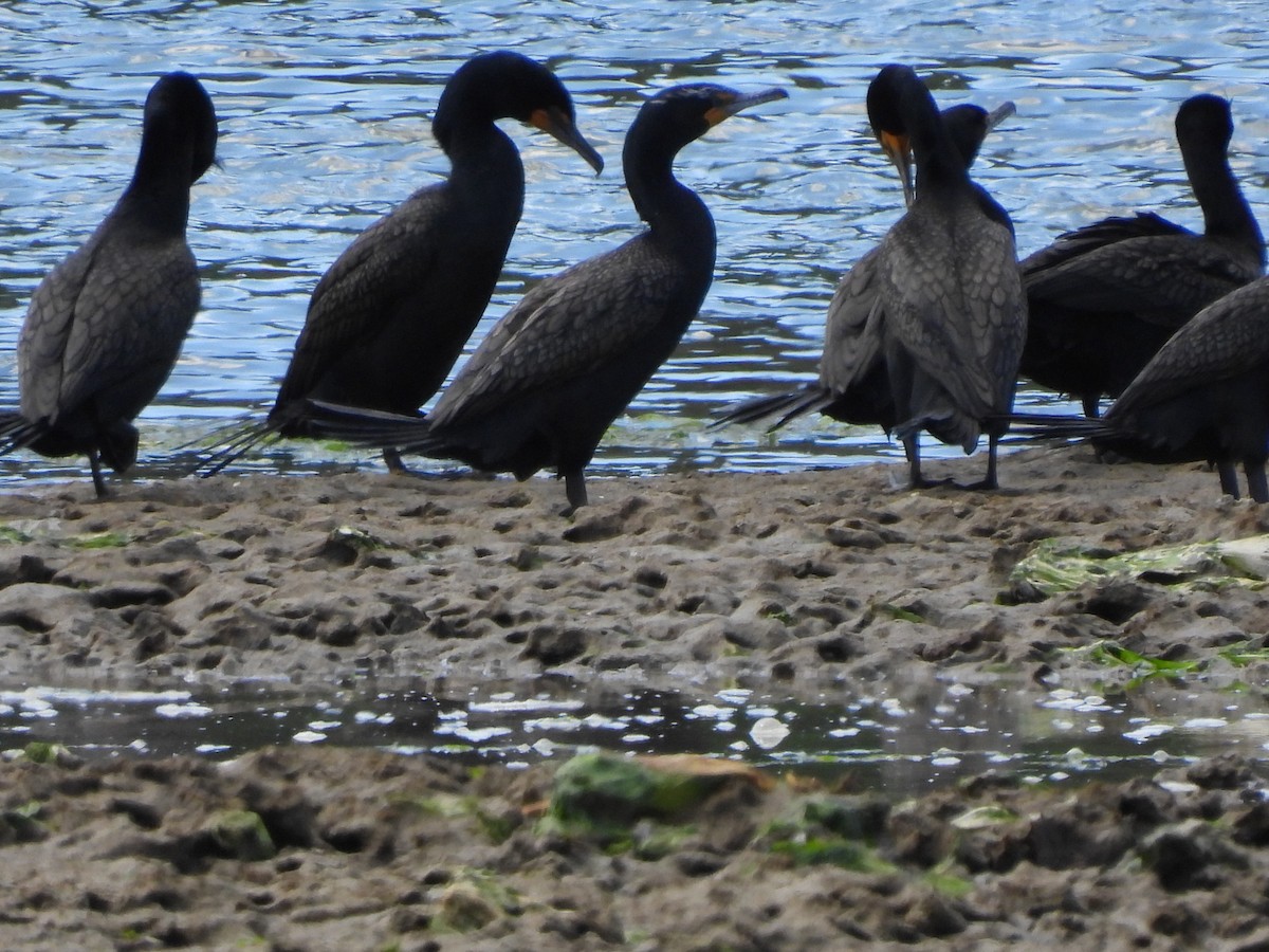 Double-crested Cormorant - Chetan Deshpande