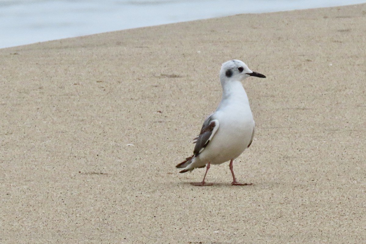 Bonaparte's Gull - ML619411128