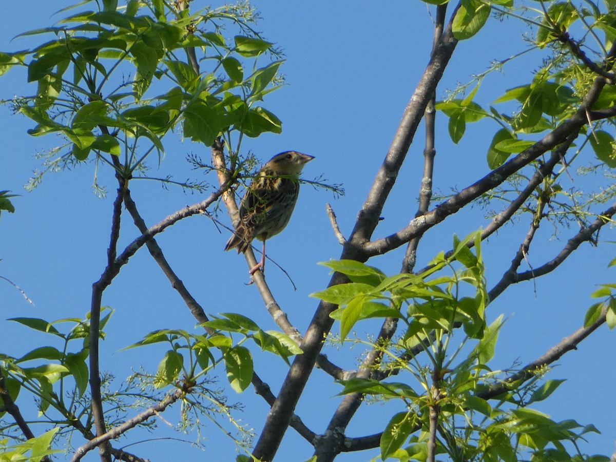 Bobolink - Marieta Manolova