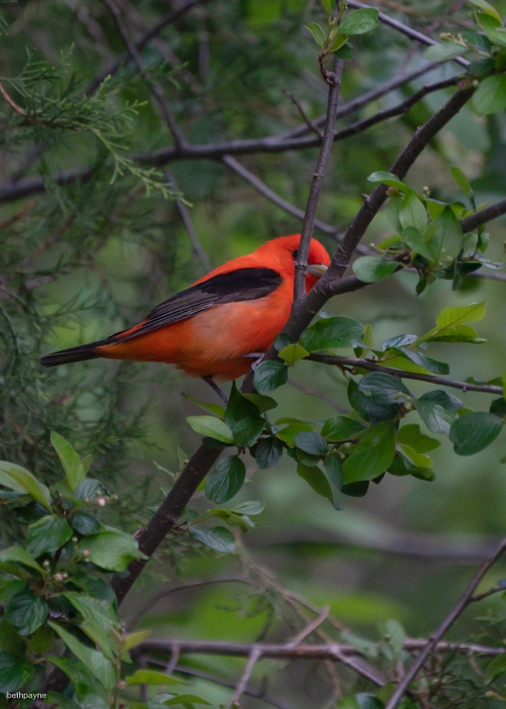 Scarlet Tanager - ML619411148