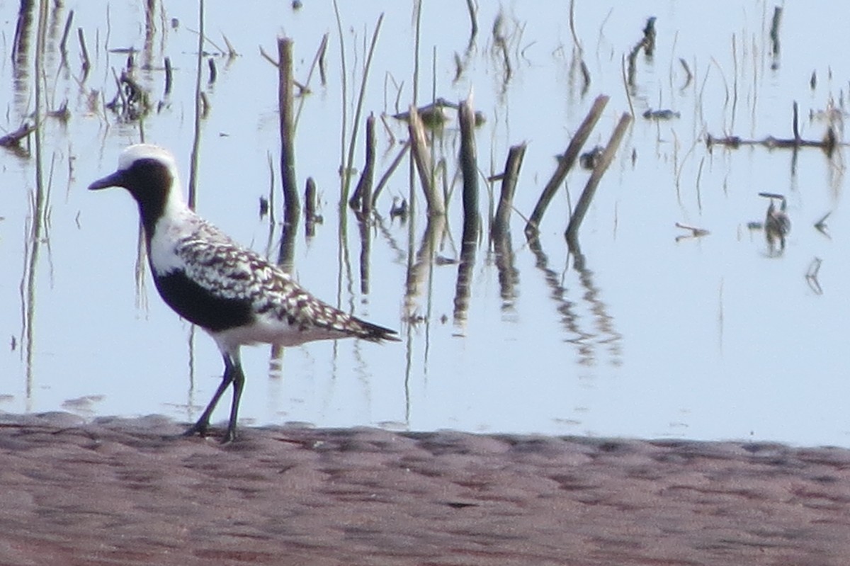 Black-bellied Plover - Brian Ratcliff