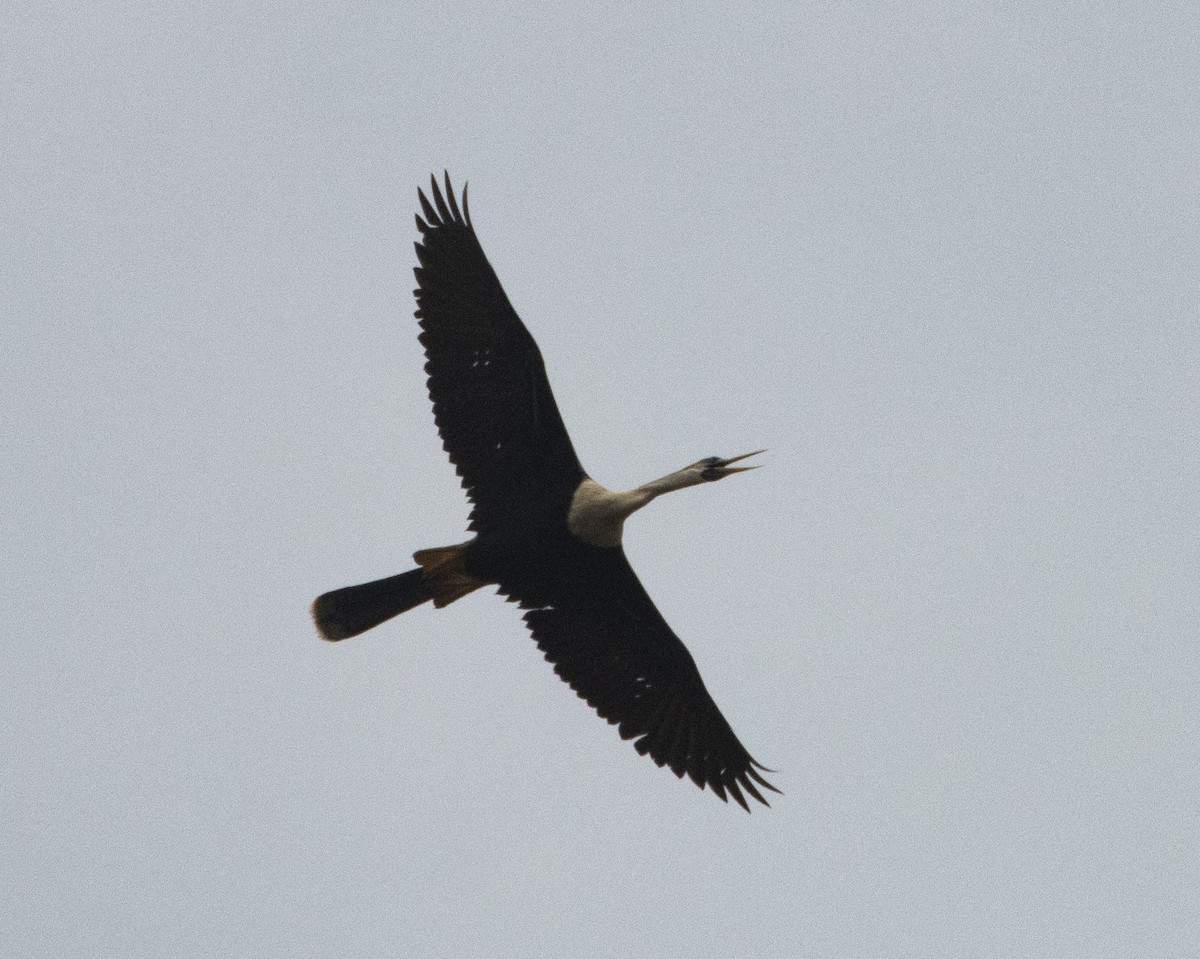 Anhinga d'Amérique - ML619411158