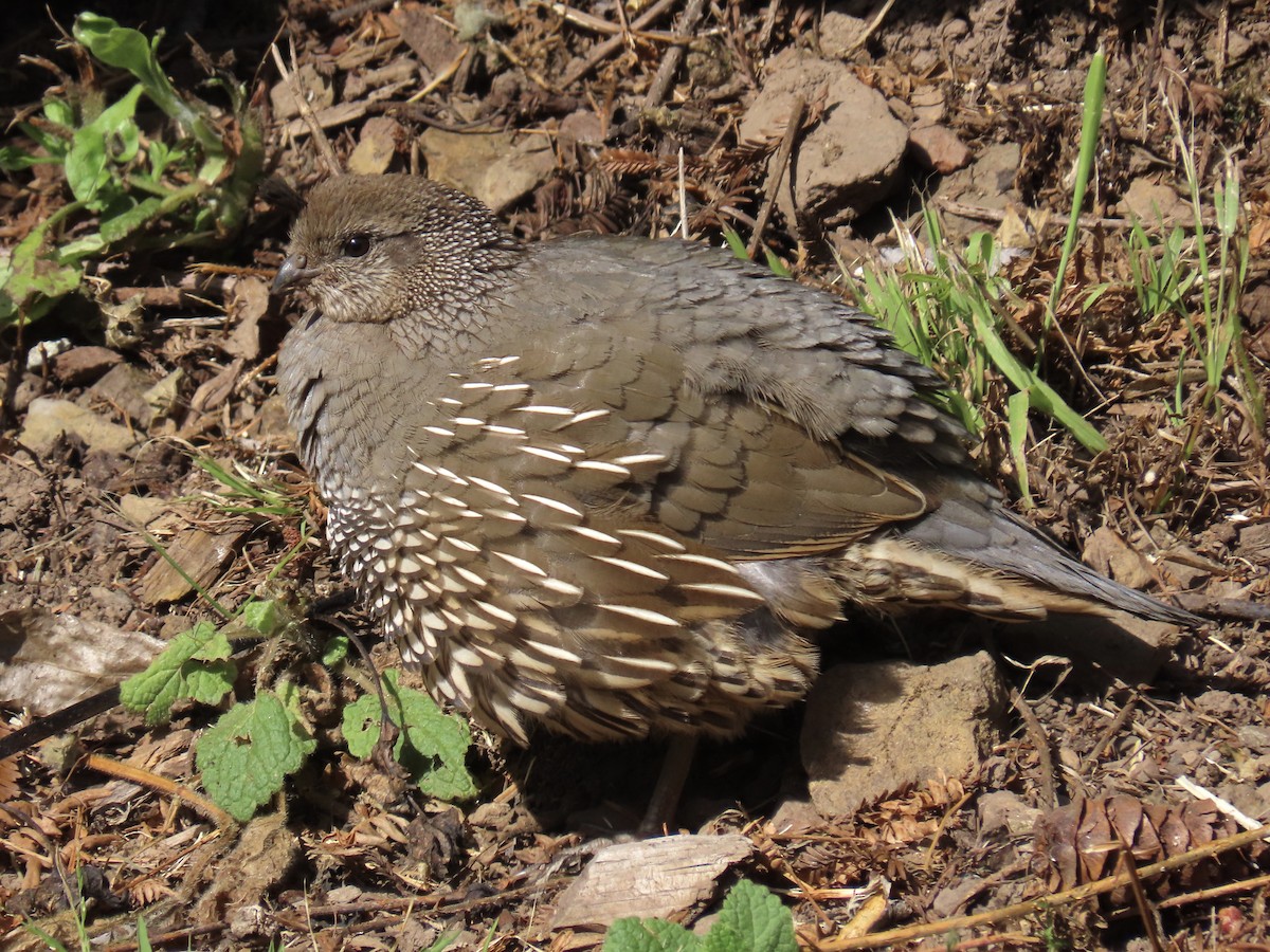 California Quail - ML619411161