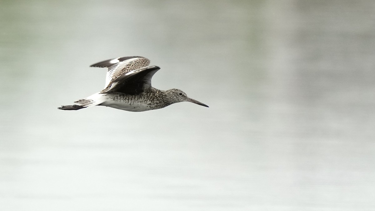 Willet - Sunil Thirkannad