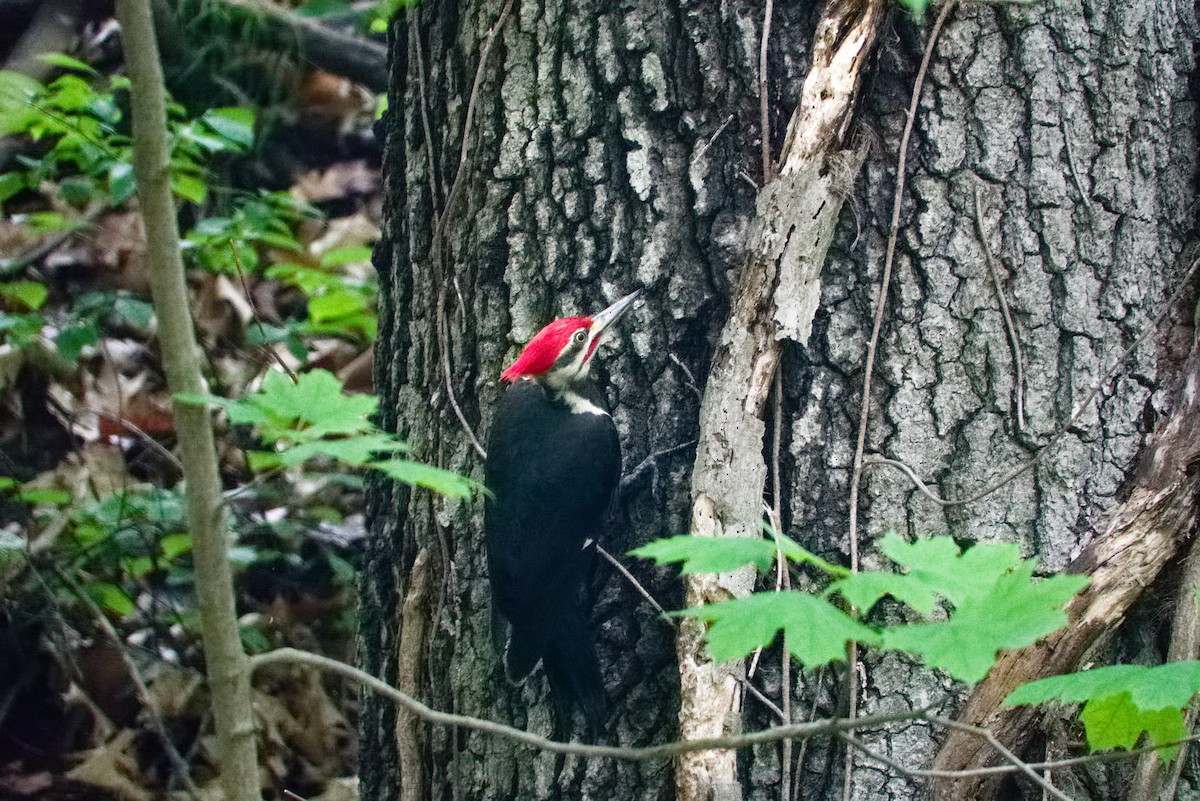 Pileated Woodpecker - ML619411164