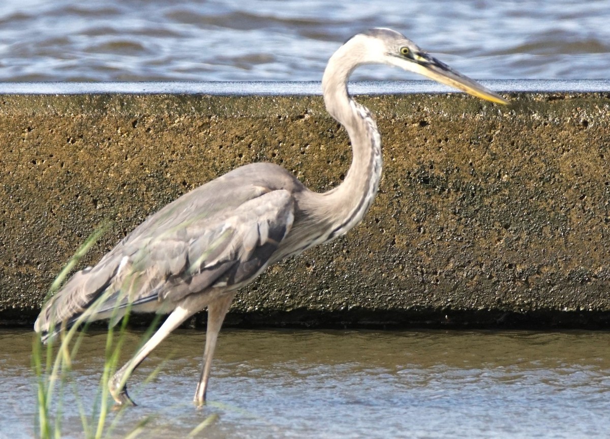 Great Blue Heron - Curtis Makamson