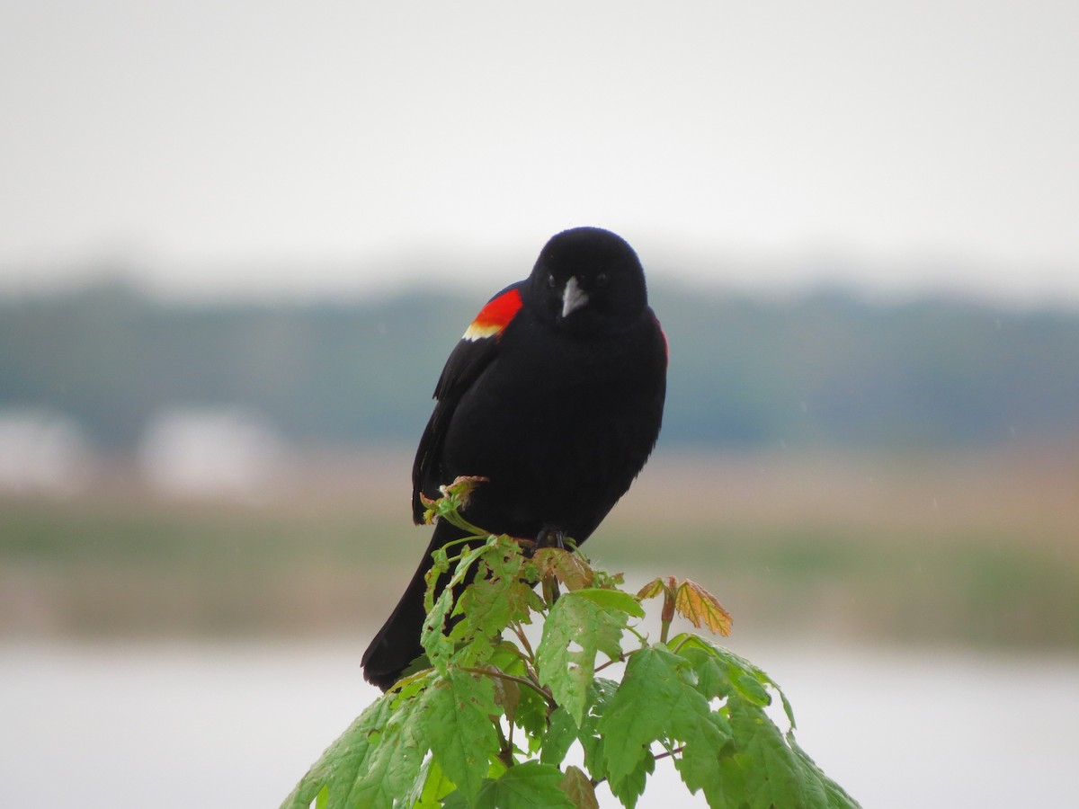 Red-winged Blackbird - David Bartel