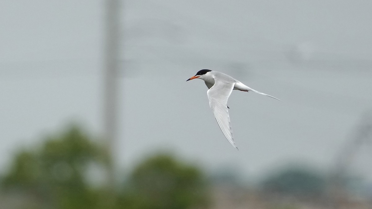 Forster's Tern - Sunil Thirkannad