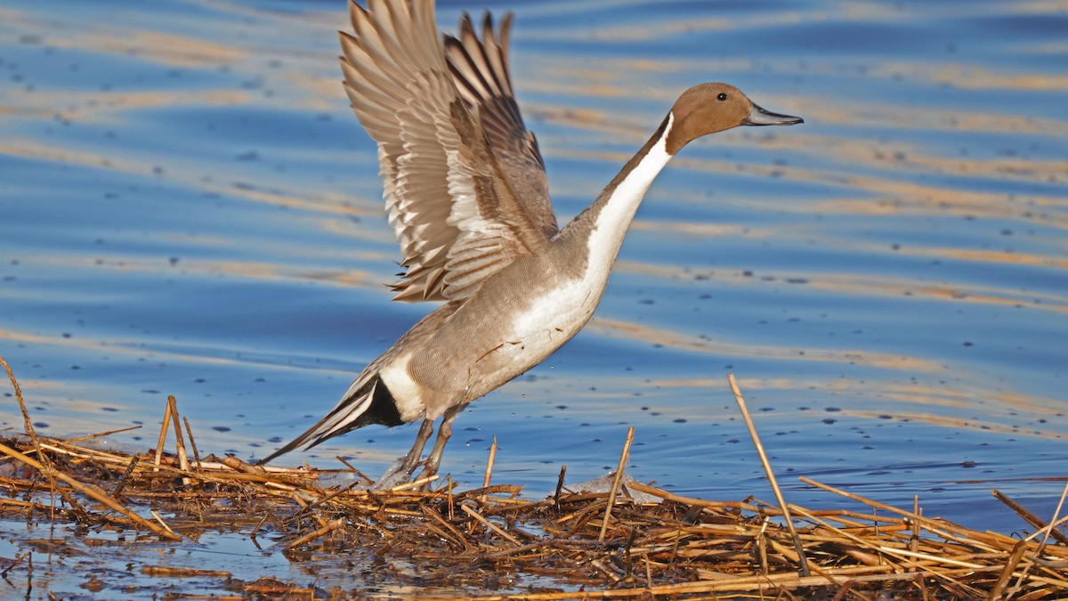 Northern Pintail - Curtis McCamy