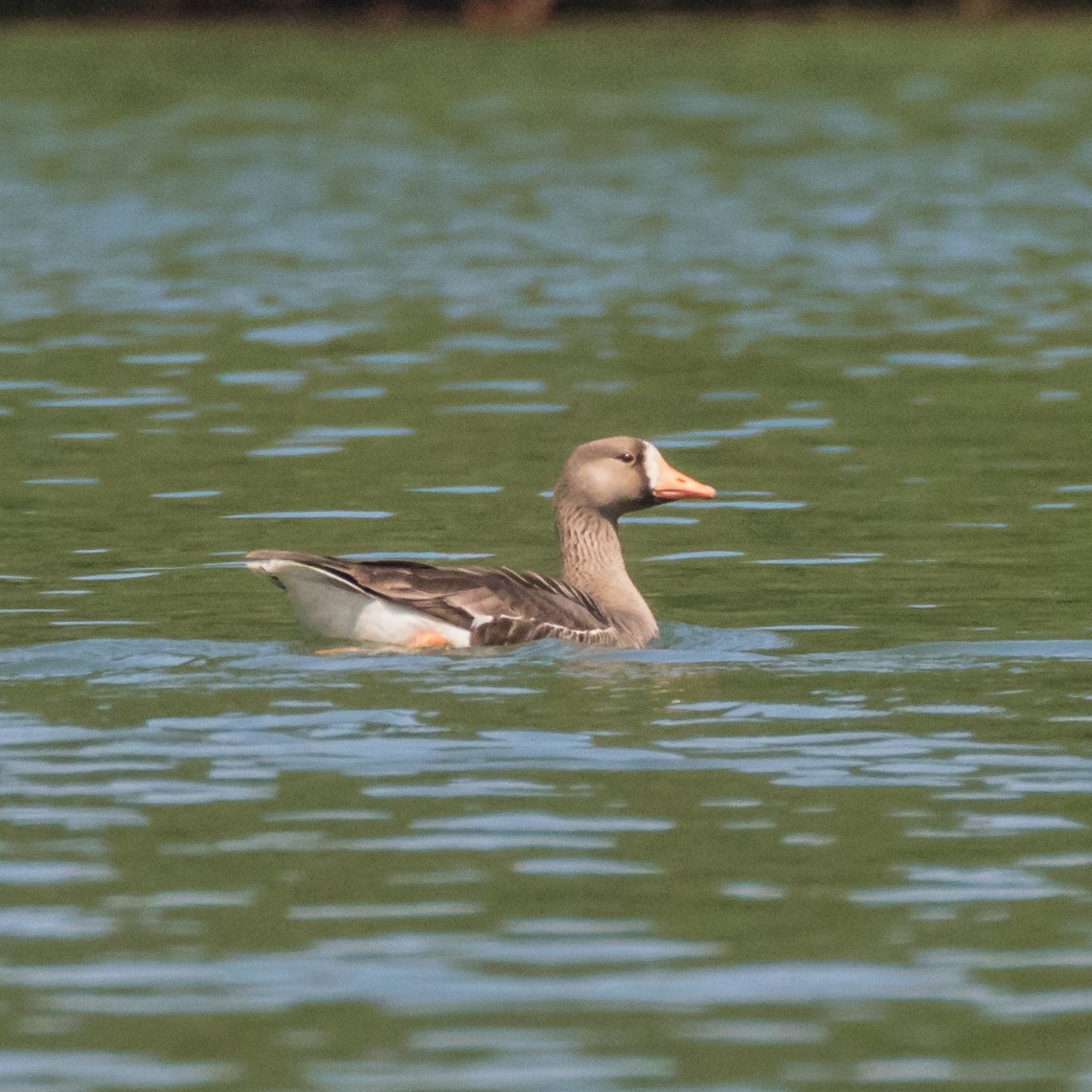 Greater White-fronted Goose - Jason Corder