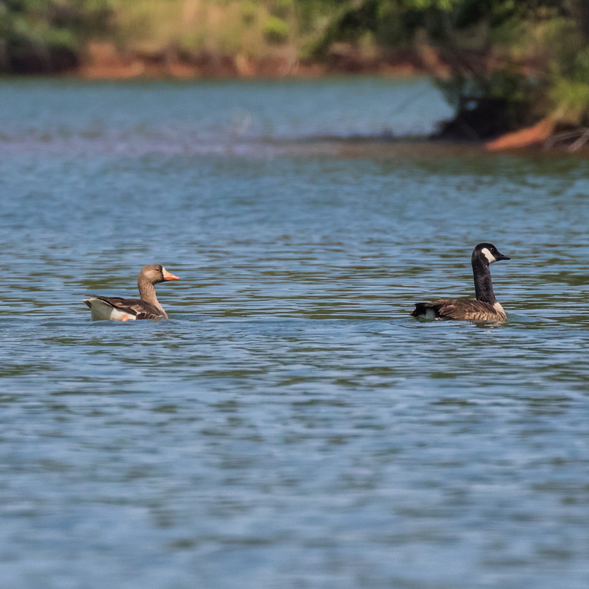 Greater White-fronted Goose - Jason Corder