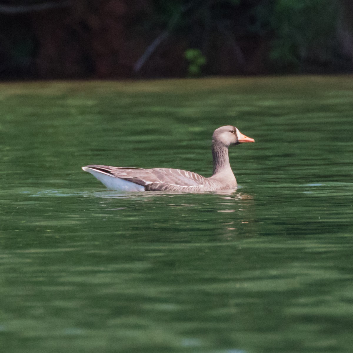 Greater White-fronted Goose - Jason Corder