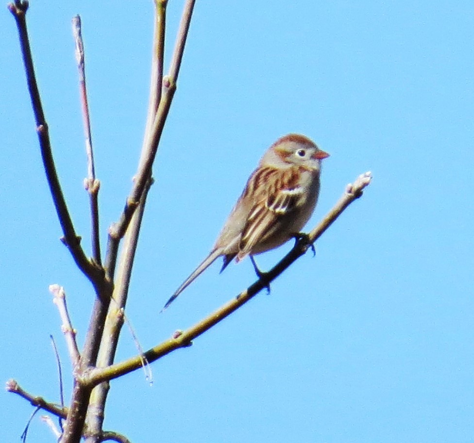 Field Sparrow - pamela hoyland