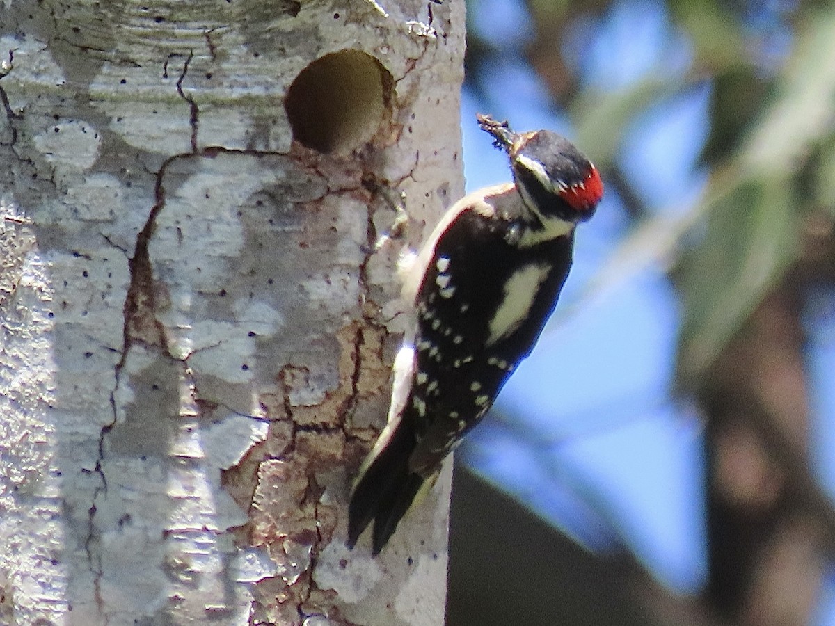 Downy Woodpecker - ML619411193