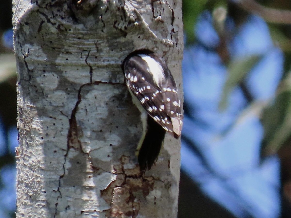 Downy Woodpecker - Alane Gray