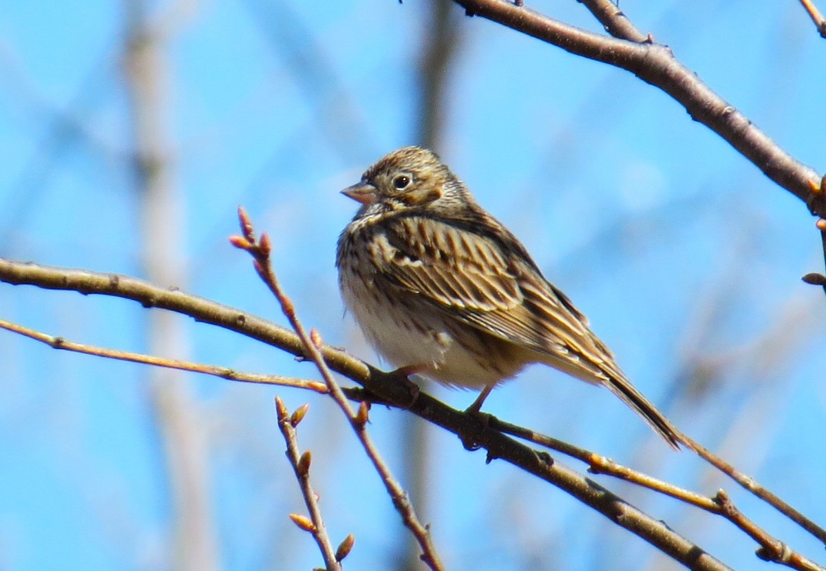 Vesper Sparrow - pamela hoyland