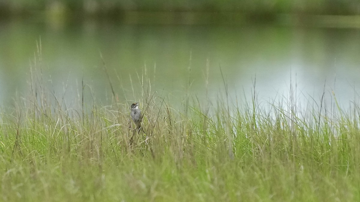 Seaside Sparrow - Sunil Thirkannad