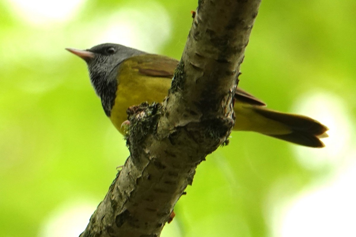 Mourning Warbler - Dave Hanscom