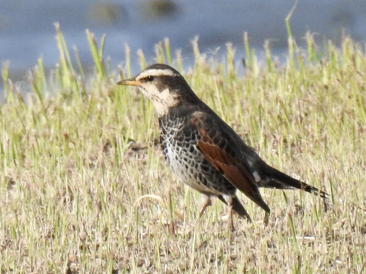 Dusky Thrush - ML619411210