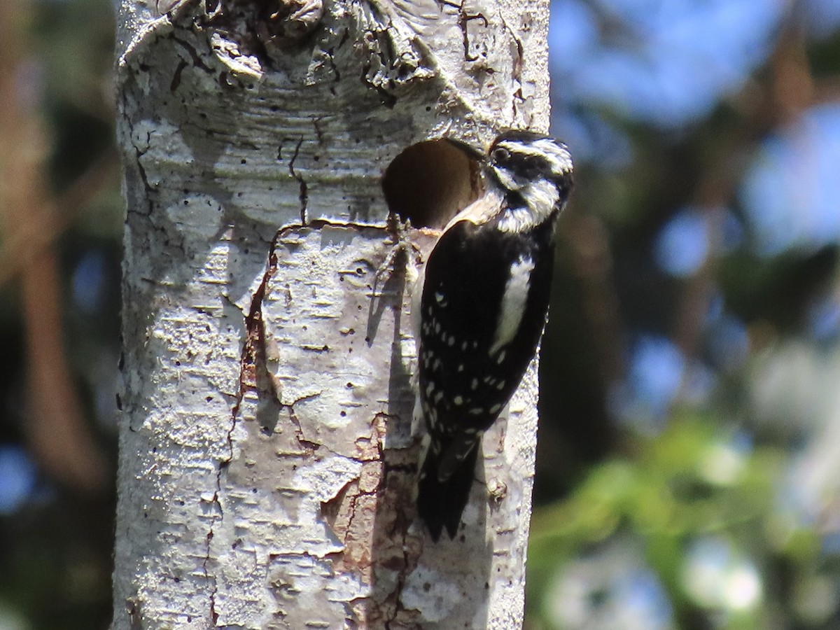 Downy Woodpecker - ML619411212