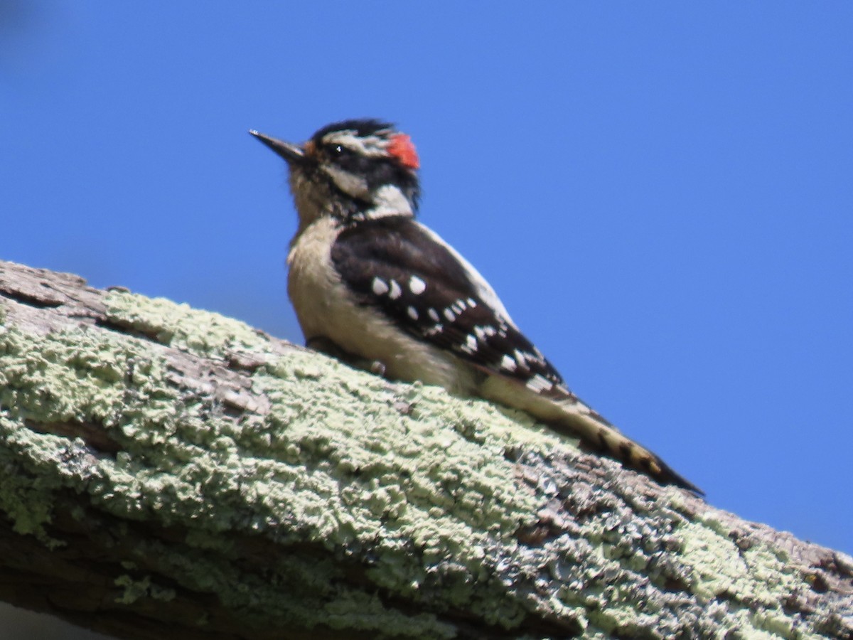 Downy Woodpecker - ML619411213