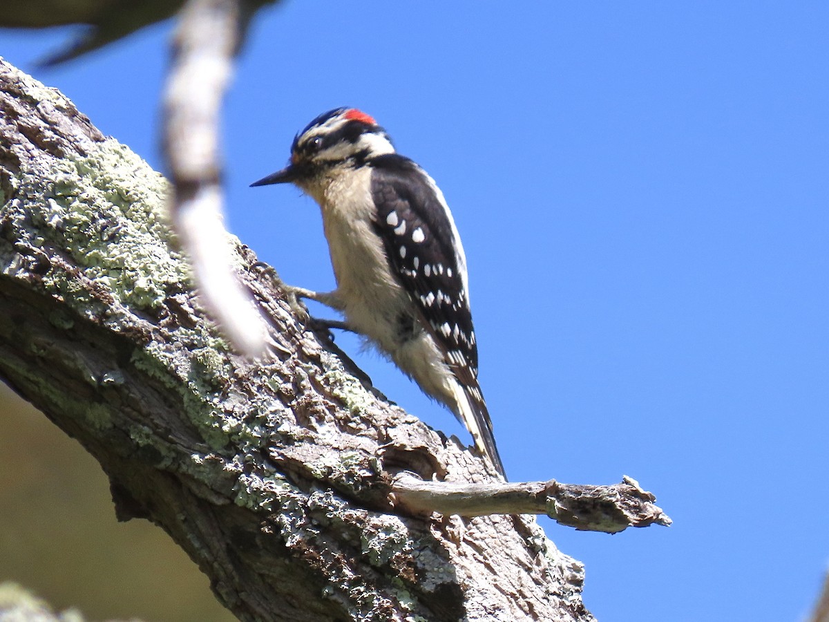 Downy Woodpecker - Alane Gray