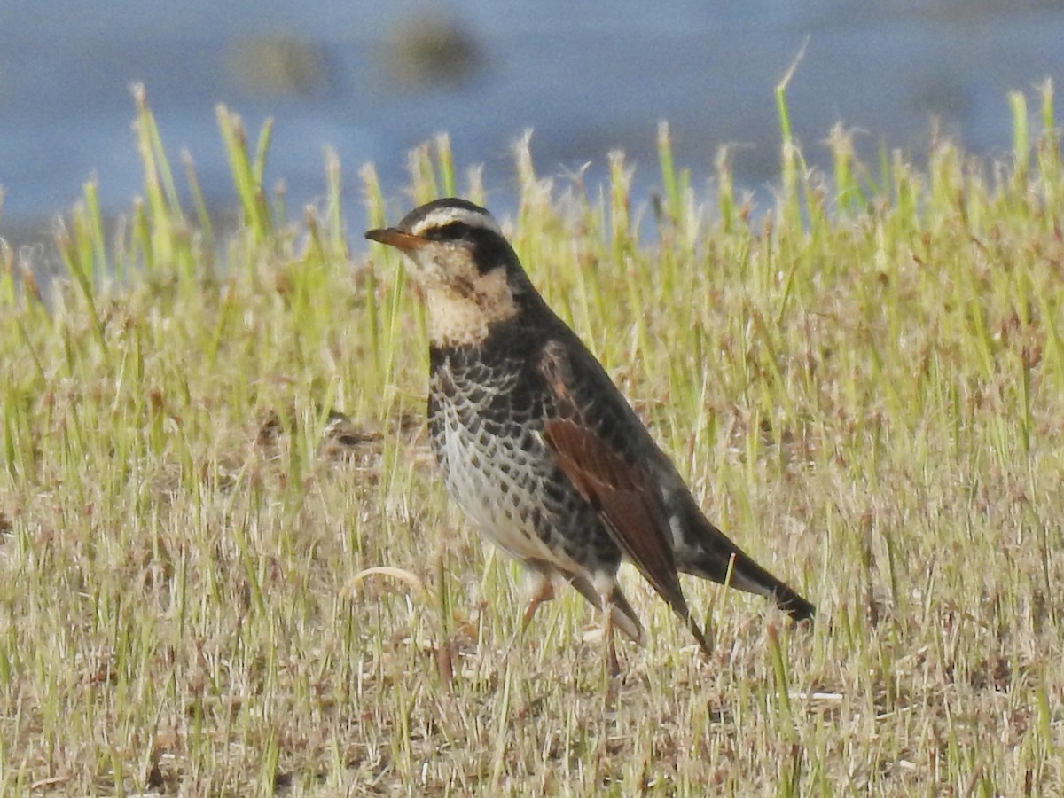 Dusky Thrush - ML619411215