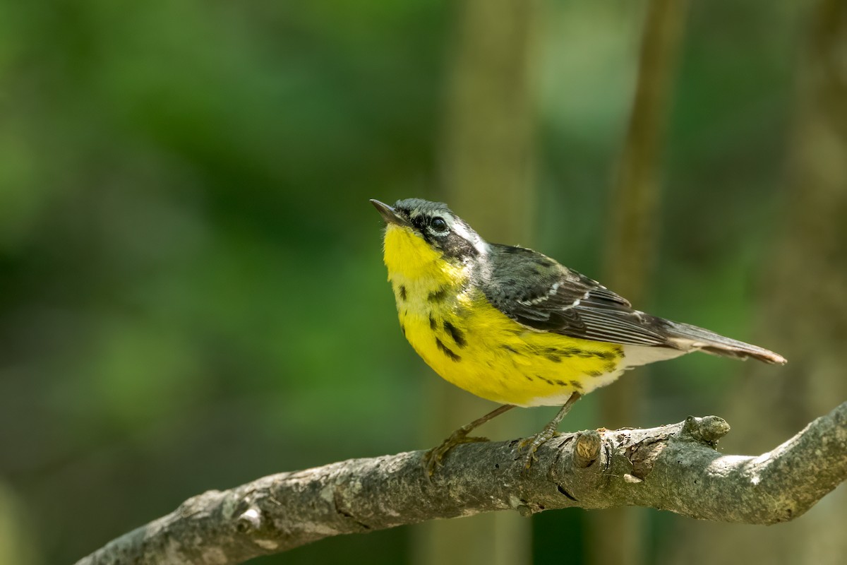 Magnolia Warbler - Ric mcarthur