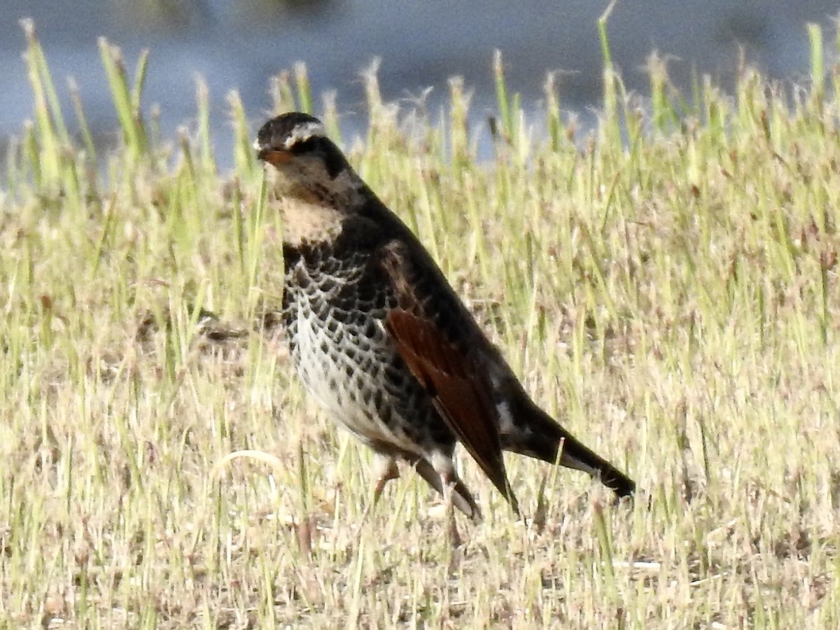 Dusky Thrush - ML619411219