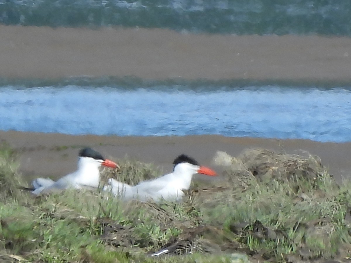 Caspian Tern - Chetan Deshpande