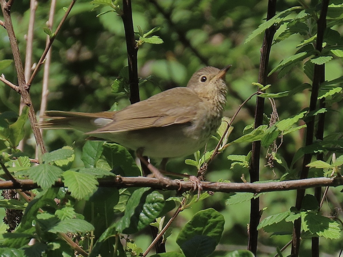 Swainson's Thrush - ML619411233