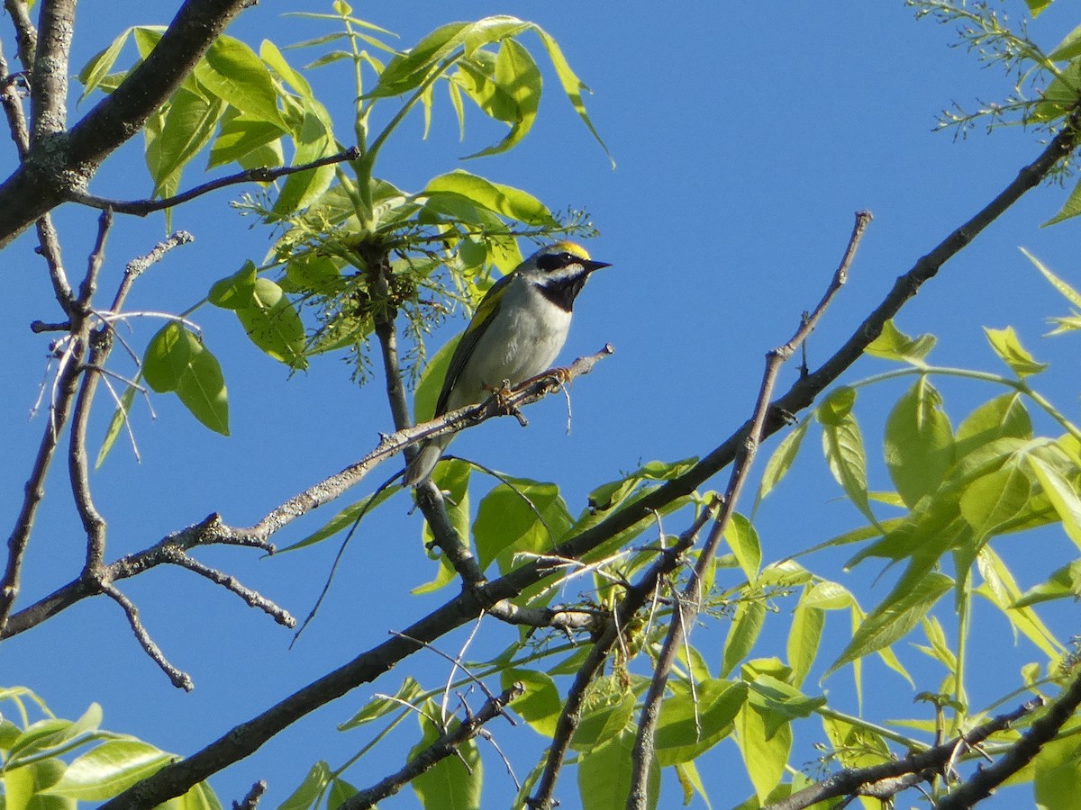 Golden-winged Warbler - Marieta Manolova