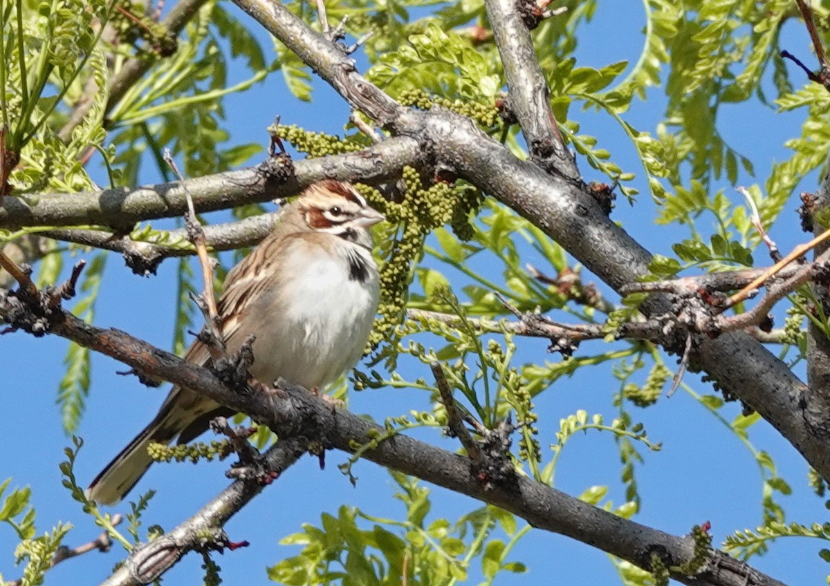 Lark Sparrow - Doug Swartz