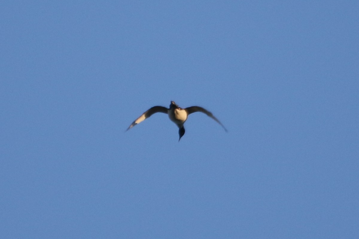 Common Loon - River Ahlquist