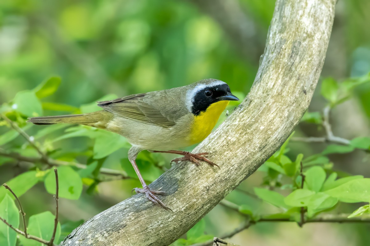 Common Yellowthroat - Ric mcarthur