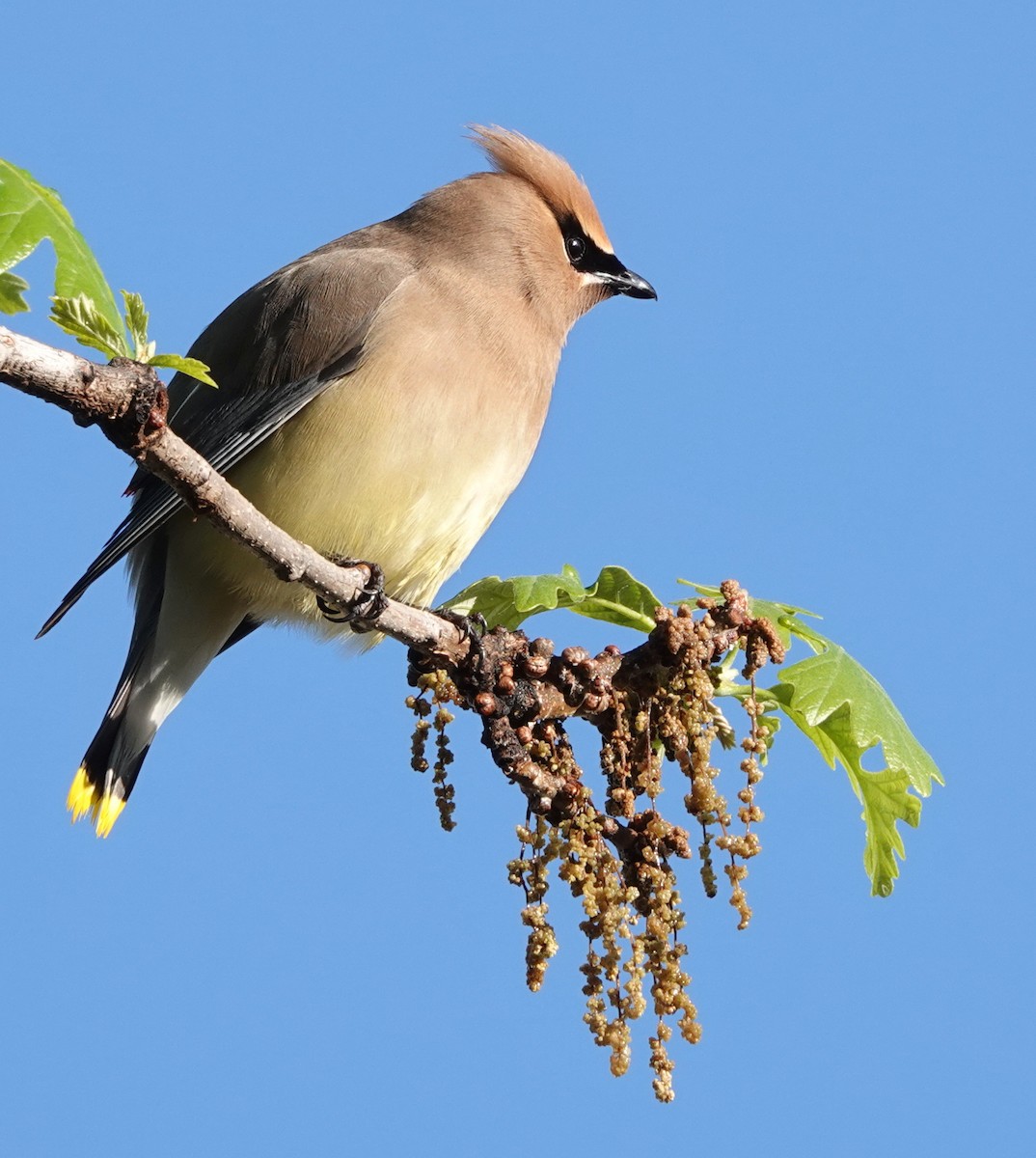 Cedar Waxwing - Doug Swartz