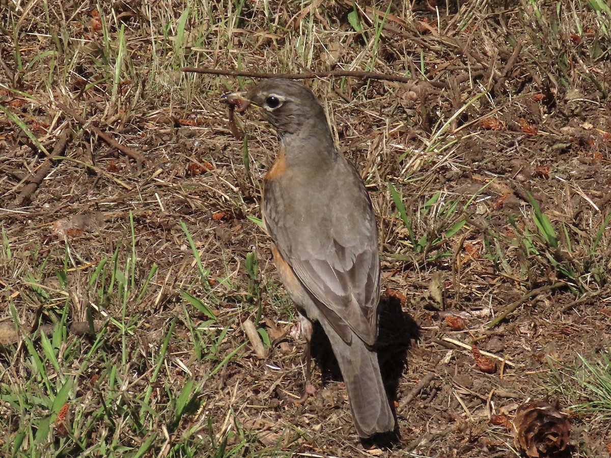 American Robin - Alane Gray