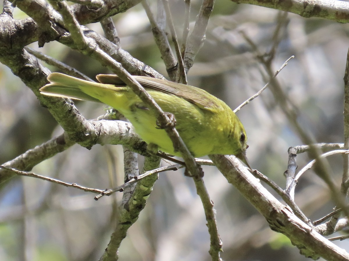 Orange-crowned Warbler - ML619411279