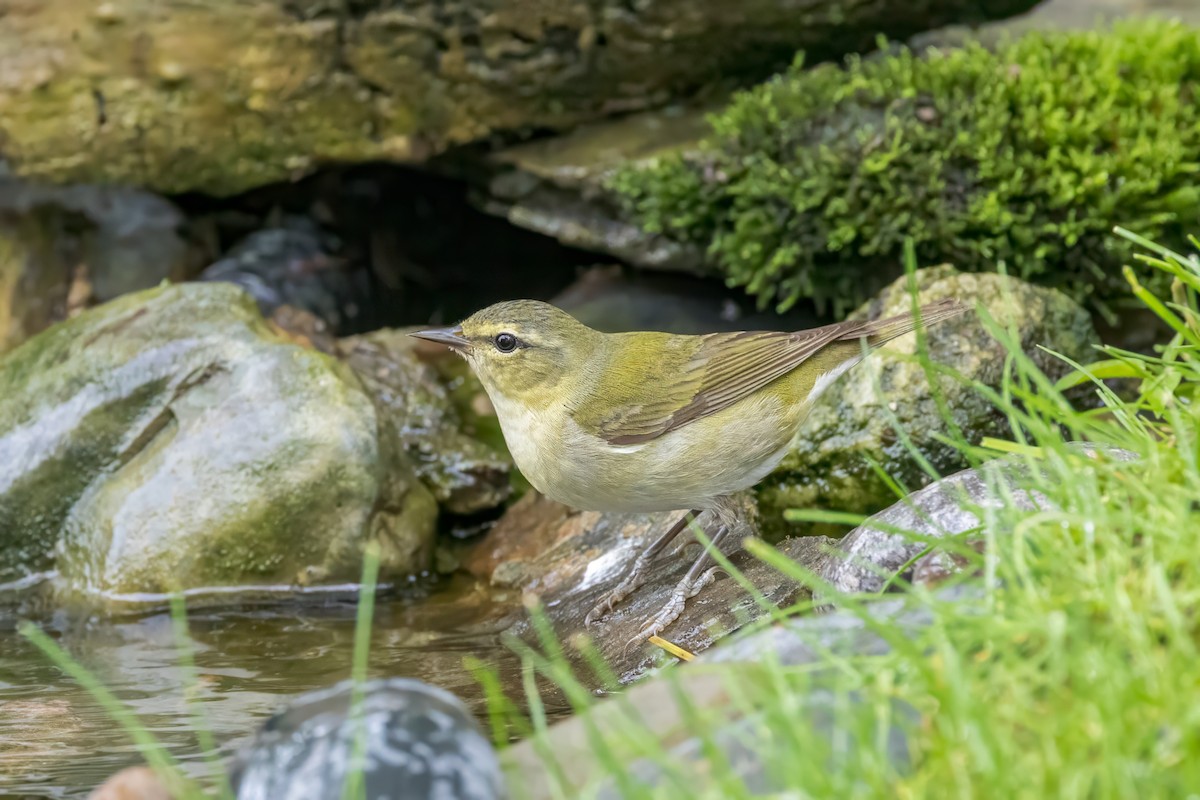 Tennessee Warbler - Ric mcarthur