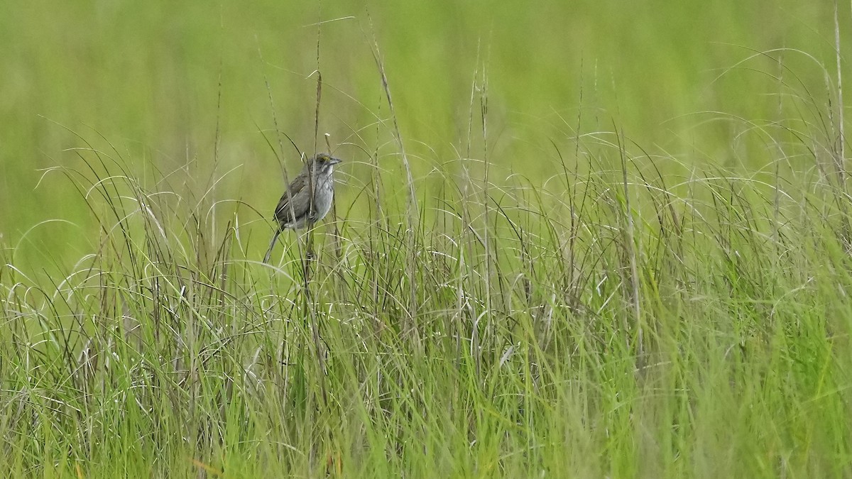 Seaside Sparrow - Sunil Thirkannad