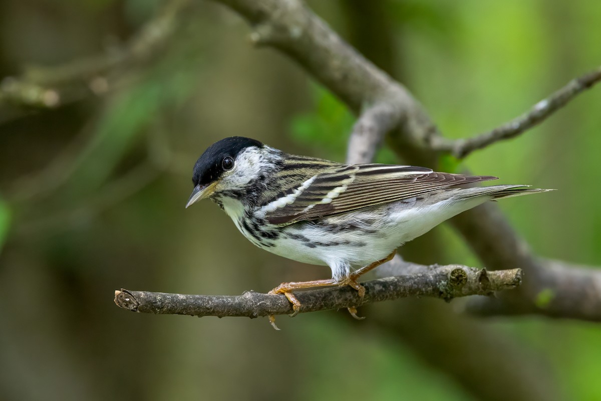 Blackpoll Warbler - Ric mcarthur