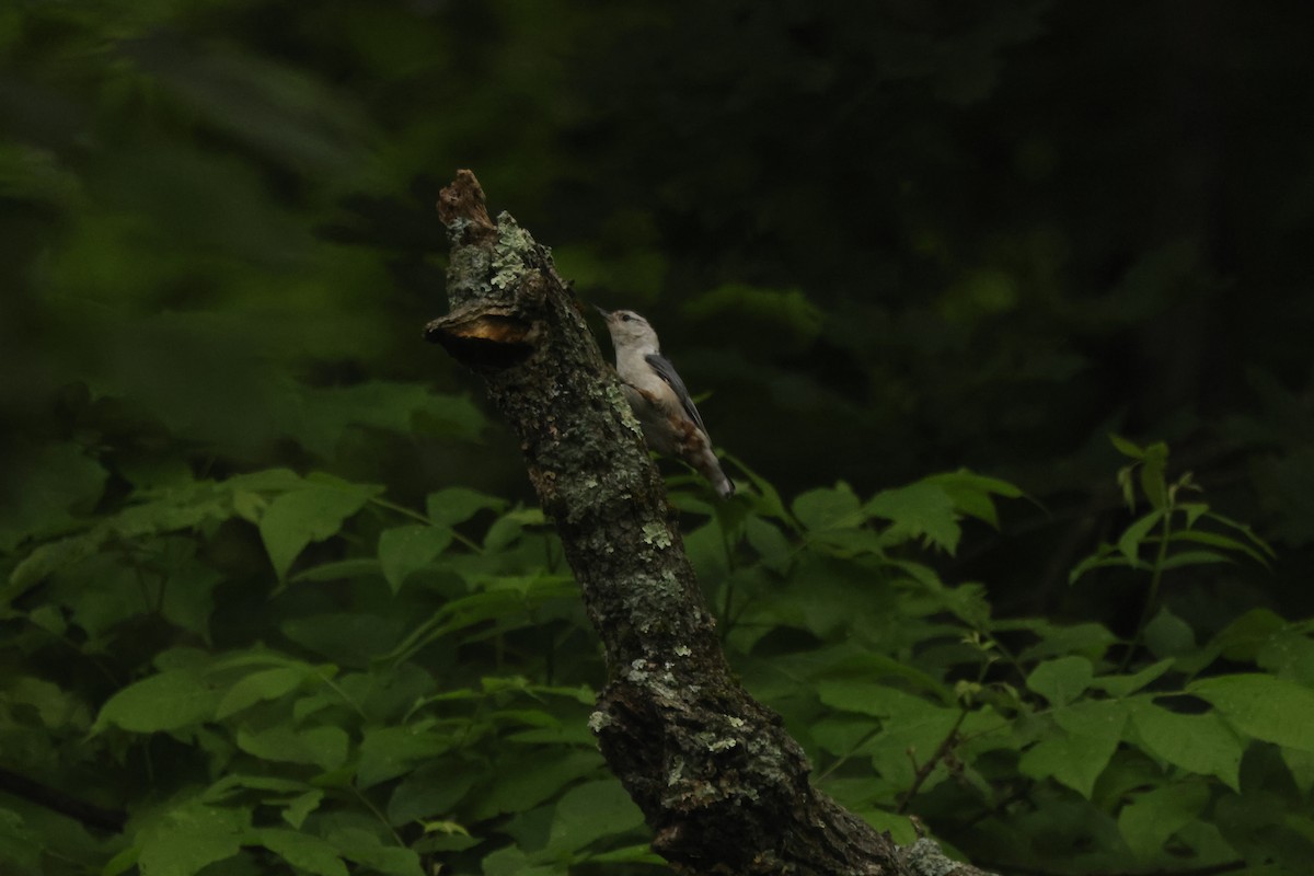 White-breasted Nuthatch - Joseph Mittura