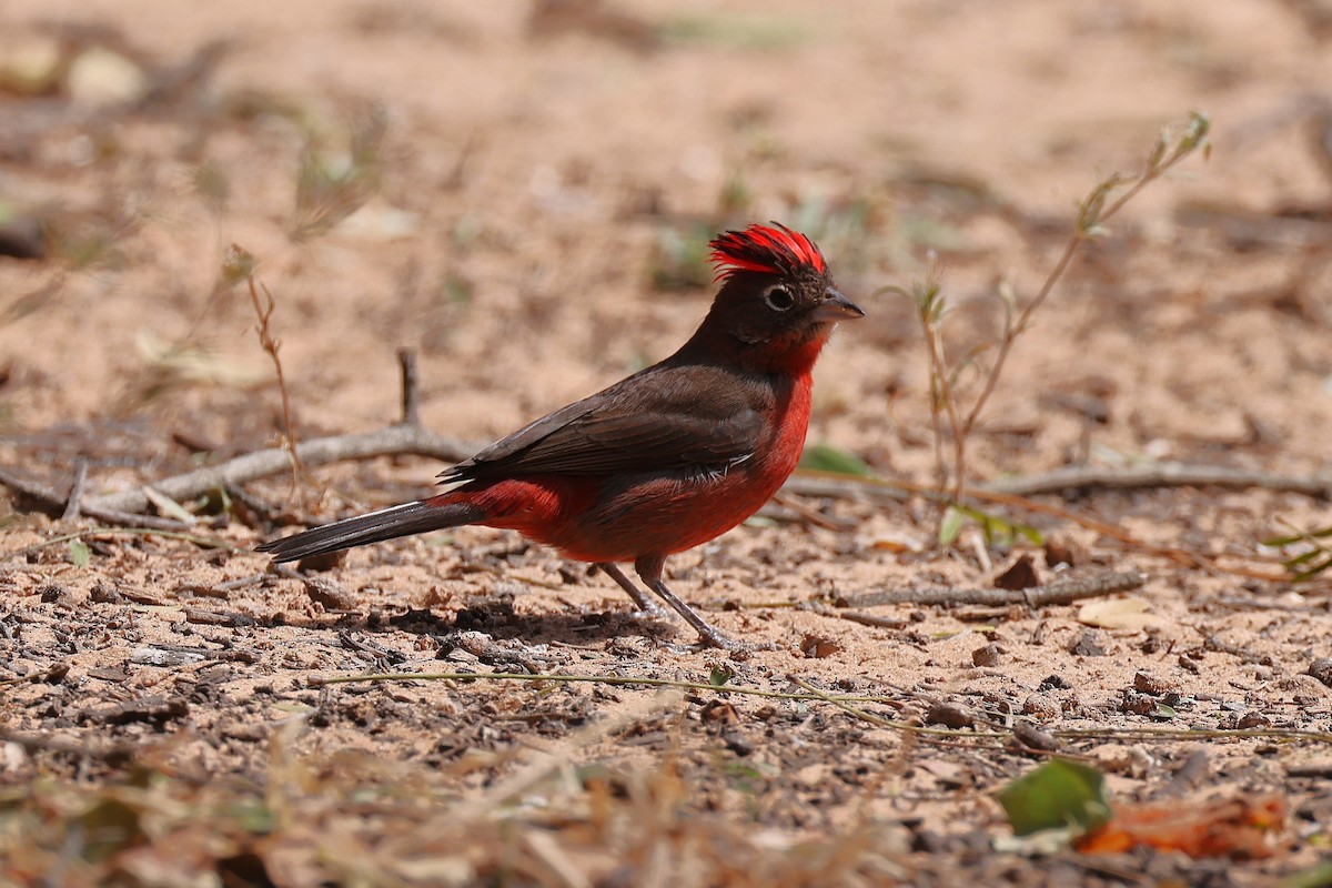 Red-crested Finch - Hubert Stelmach