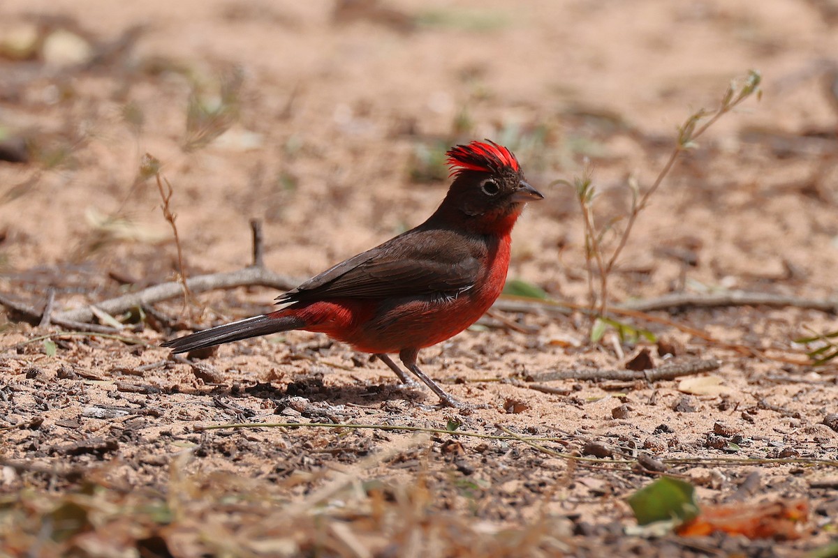 Red-crested Finch - ML619411318
